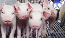 猪哥哥天天爆料视频大全